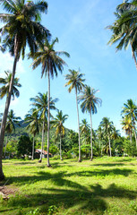 Fototapeta na wymiar Palm trees on an island