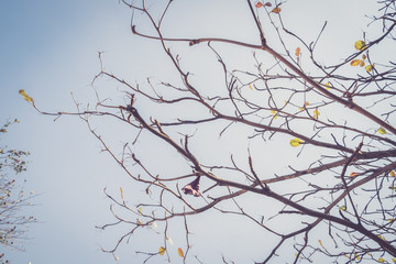 Autumnal Branch, vintage filter