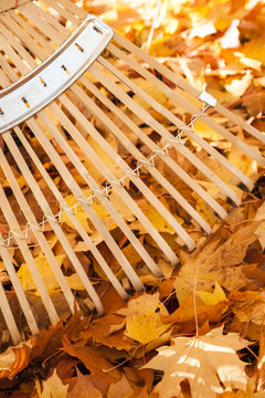 Bamboo rake and yellow maple leaves in autumn