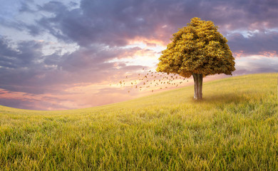 Yellow lone tree on a field