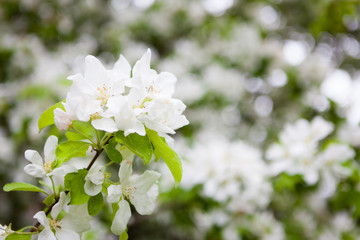 Apple tree flowers in gardern