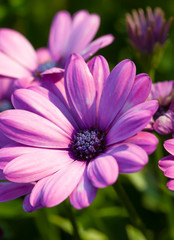 Fototapeta premium African Daisy Osteospermum Dimorphoteca Pluvialis