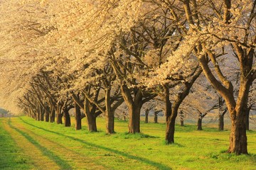 牧草地の桜並木
