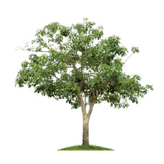 Obraz premium Isolated tree on white background