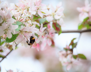 Obraz premium Bumblebee on apple tree flower