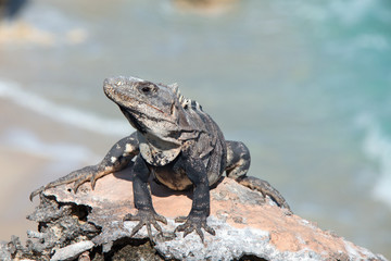 Endangered Lesser Antillean Iguana at Punta Sur point (Acantilado del Amanecer - Cliff of the Dawn)  on Isla Mujeres (island) across from Cancun on the Mexican coast of the Yucatan peninsula
