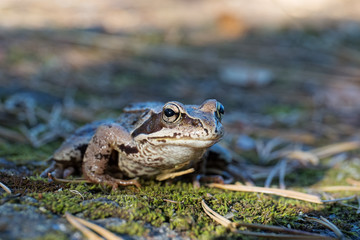 Toad on moss