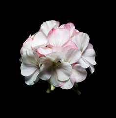 Pink flowers of a geranium on black background.
