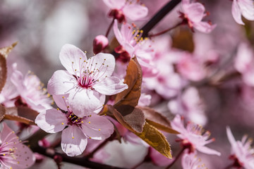 Soft Floral Background with Cherry Flowers