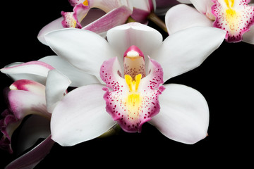 Beautiful white Cymbidium orchid flowers over black background
