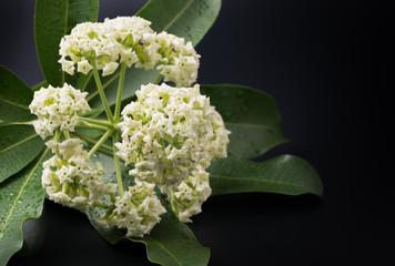 Alstonia scholaris flower