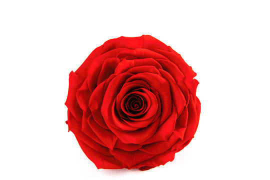 Single Red Rose on the isolated background