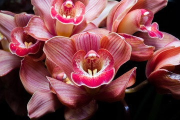 Beautiful white Cymbidium orchid flowers over black background