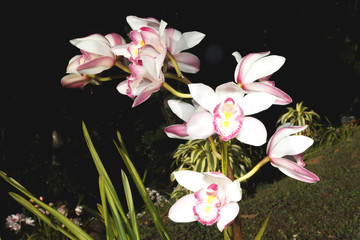 Naklejka na ściany i meble Flowers of cymbidium orchid in garden