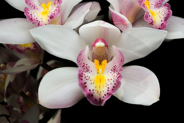 Beautiful white Cymbidium orchid flowers over black background