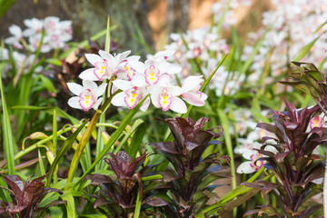 Flowers of cymbidium orchid in garden
