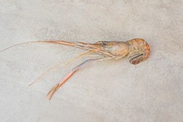 Close up of frozen raw shrimp on gray background - Fresh Shrimp
