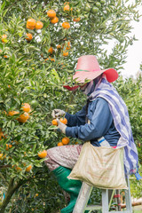 Farmer harvesting oranges