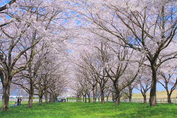 桜並木と青空