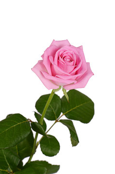 Pink rose on a white background