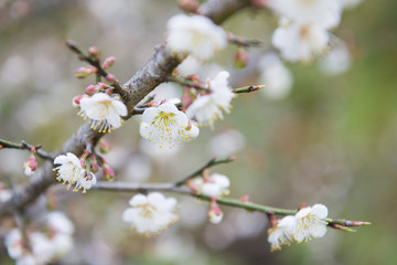 blooming white plum blossom on a branch