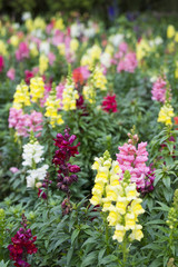 Obraz premium beautiful flower in garden