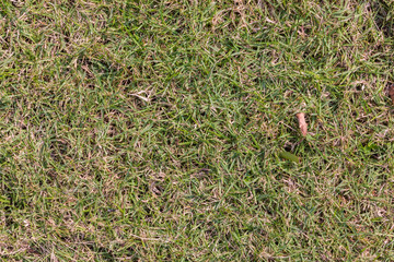 fresh green grass on garden