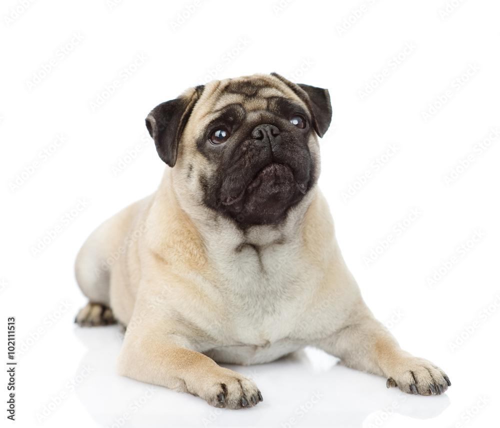 Aufkleber pug puppy lying in front. isolated on white background