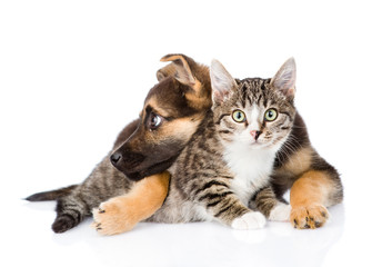 crossbreed dog hugging tabby cat. isolated on white background