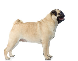 pug puppy standing in profile. isolated on white background