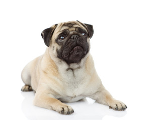 pug puppy lying in front. isolated on white background