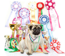 champion winning dog