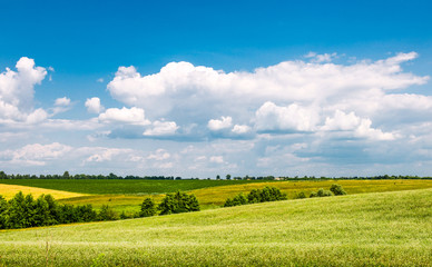 Obraz premium Yellow-green field under the clouds