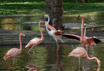 Flamingo birds in the nature