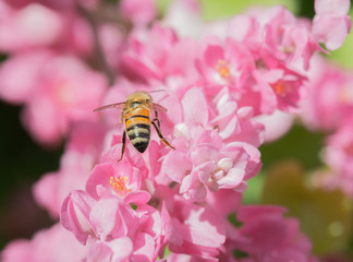 Rear view of honey bee pollinating pink flowering vine