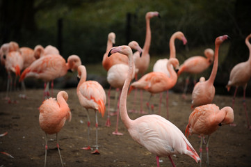 Flamingo birds in the nature