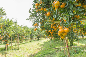 Orange orchard