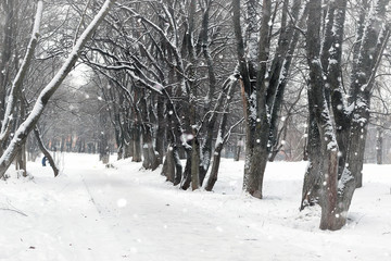 landscape winter park trees