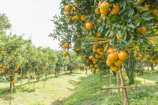 Orange Orchard