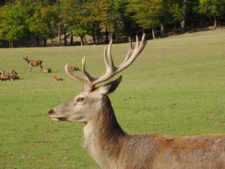 Naklejka na ściany i meble Deer stags in Autumn meadow scene