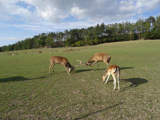 Deer fights in Autumn meadow scene