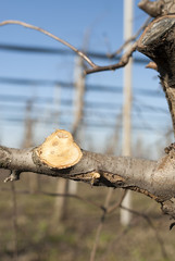 The apple trees  ( orchard )  after pruning