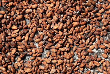 fèves de cacao en séchage