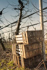 The apple trees  ( orchard )  after pruning