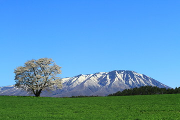 岩手山と一本桜