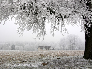 einsamer Baum im Feld, mit Schnee und Raureif bedeckt	