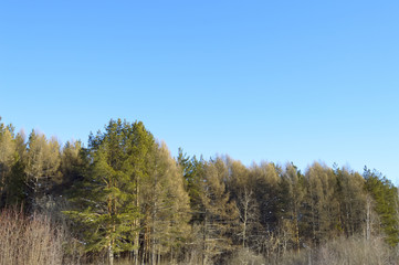 winter forest on a hillside