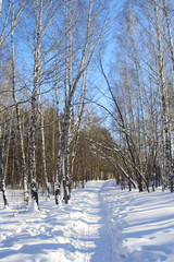 winter path among birch trees and pines