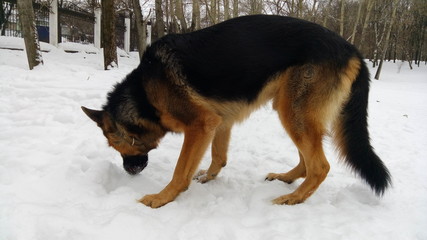 Big dog is triing to find something in snow