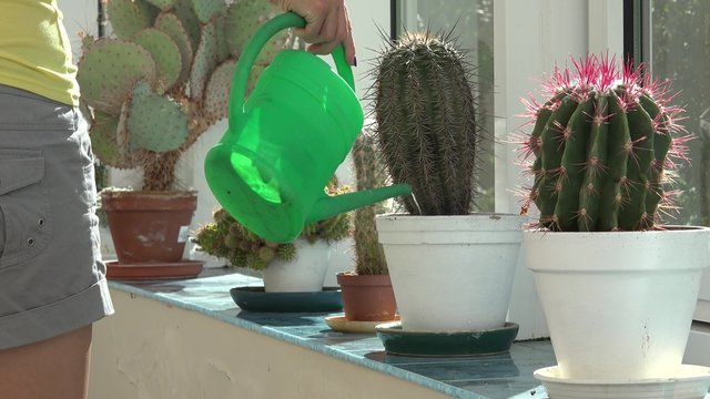 close up of female hand watering big decorative cactus in pot on windowsill indoor. 4K UHD video clip.
